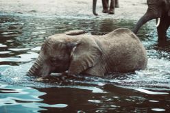 elephant at a watering hole